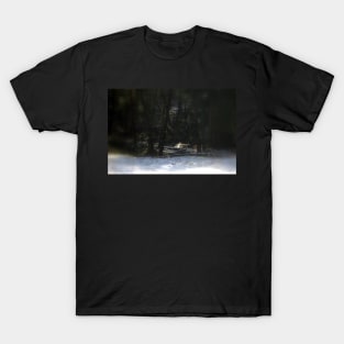 snowy Oregon forest 12 T-Shirt